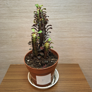 Euphorbia Trigona Rubra č5