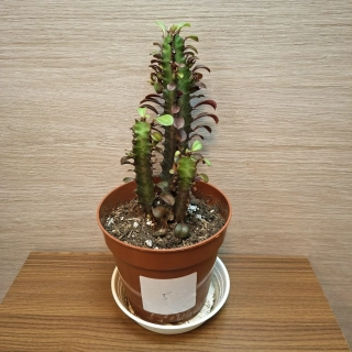 Euphorbia Trigona Rubra č5