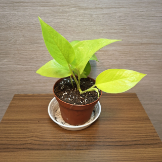 Epipremnum Neon Golden Pothos "S"