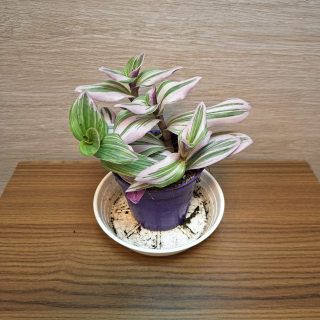 Tradescantia Albiflora Nanouk
