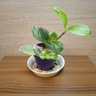 Tradescantia Albiflora Nanouk