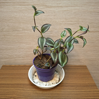 Tradescantia Zebrina Purple