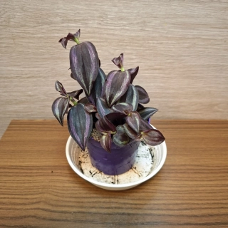 Tradescantia Zebrina Purple