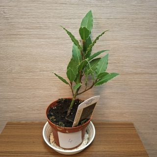 Laurus Nobilis č4