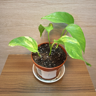 Epipremnum Neon Queen č1