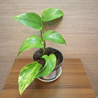 Epipremnum Neon Queen č2