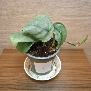 Scindapsus Silver Hero "S" č1 