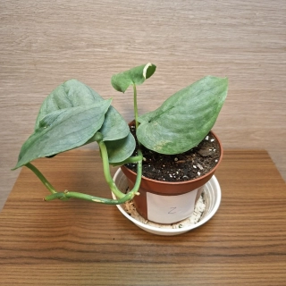 Scindapsus Silver Hero "S" č2