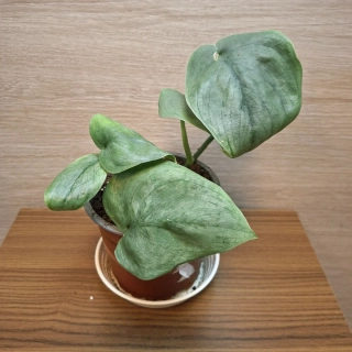 Scindapsus Silver Hero "L" č1