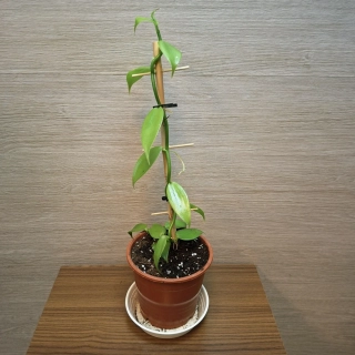 Vanilla Planifolia