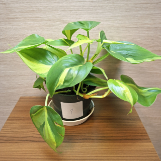 Philodendron Brasil č1