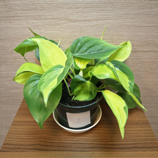 Philodendron Brasil č2