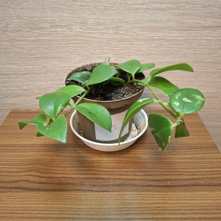 Aeschynanthus Mona Lisa "S" č3