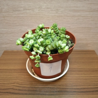 Crassula Marnieriana č1