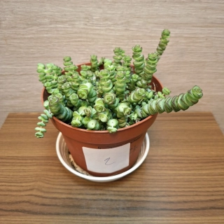 Crassula Marnieriana č2