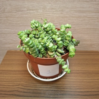 Crassula Marnieriana č3