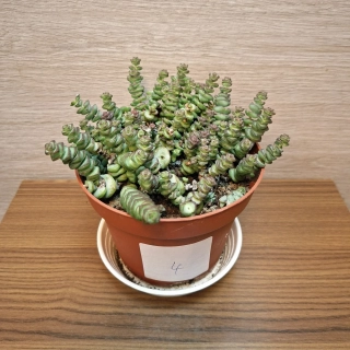 Crassula Marnieriana č4