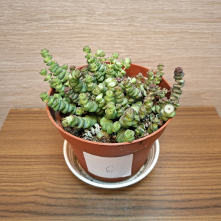 Crassula Marnieriana č6