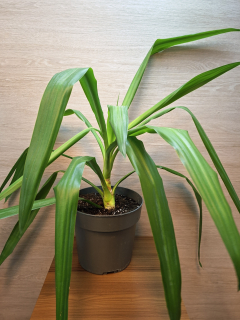 Yucca