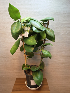 Hoya Calycina Stargazer č2