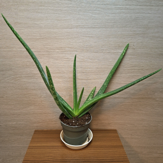 Aloe Vera
