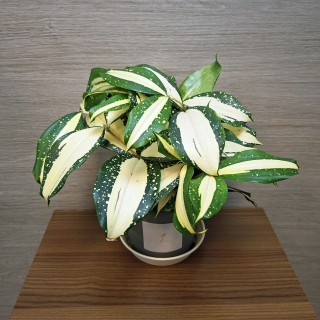 Dracaena Surculosa Milky Way č1