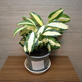 Dracaena Surculosa Milky Way č3