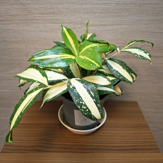 Dracaena Surculosa Milky Way č4
