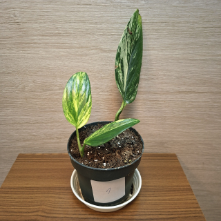 Monstera Standleyana Variegata "S" č1