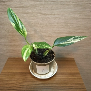 Monstera Standleyana Variegata "S" č2