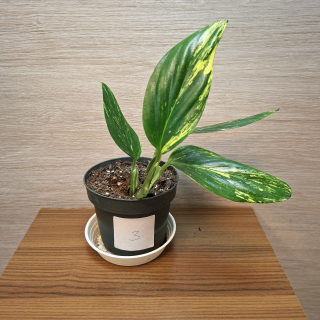 Monstera Standleyana Variegata "S" č3