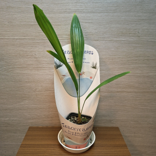 Trachycarpus Fortunei