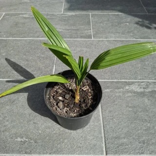Trachycarpus Fortunei