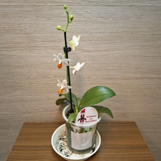 Phalaenopsis Mini Mark č1