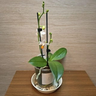 Phalaenopsis Mini Mark č2