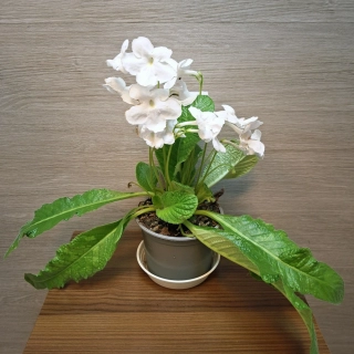 Streptocarpus bílý