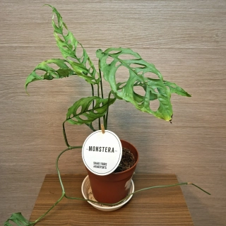 Monstera Obliqua Peru "L" č1