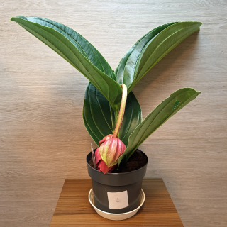 Medinilla Magnifica Flamenco č2