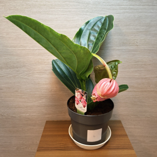 Medinilla Magnifica Flamenco č4