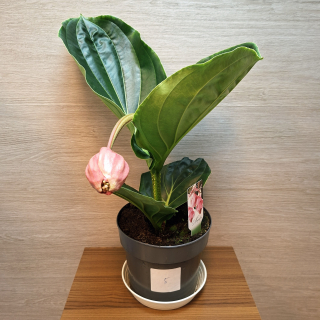 Medinilla Magnifica Flamenco č5
