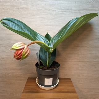 Medinilla Magnifica Flamenco č6