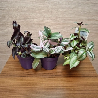 Tradescantia set tří druhů