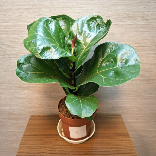 Ficus Lyrata Bambino č1