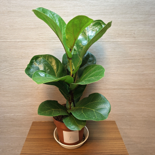 Ficus Lyrata Bambino č2