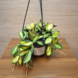 Hoya Burtoniae Variegata závěs č2