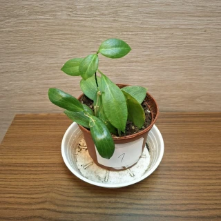 Hoya Fitchii č1