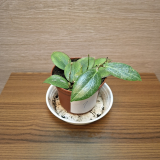 Hoya Fitchii č1