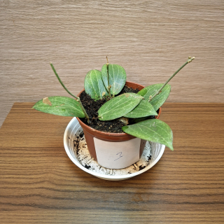 Hoya Fitchii č3