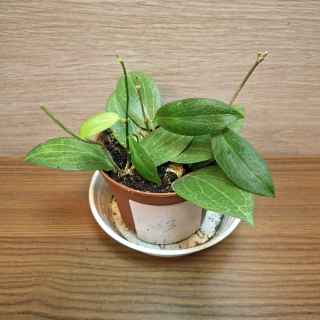 Hoya Fitchii č3