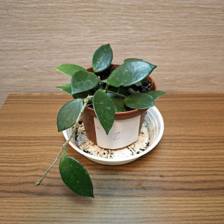 Hoya Chouke č2